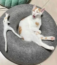 Vincent - witch hunt