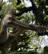 Guidraco