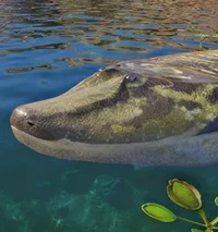 Tiktaalik