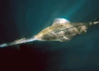 Onchopristis
