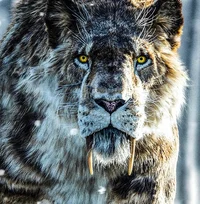 Smilodon populator