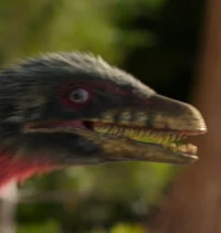Procompsognathus