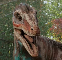 Megaraptor