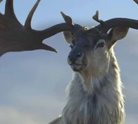 Megaloceros
