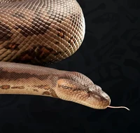 Titanoboa