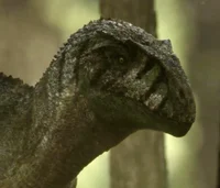 Sinraptor