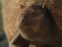 Glyptodon
