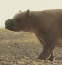 Diprotodon