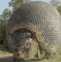 Glyptotherium