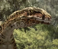 Australovenator