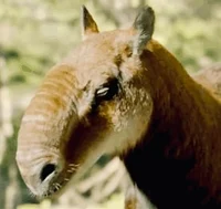 Macrauchenia