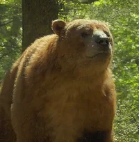 Arctotherium