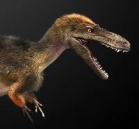 Suskityrannus