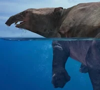 Moeritherium