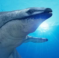 Basilosaurus