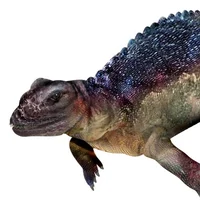 Placodus