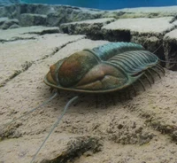 Olenoides