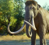 Columbian Mammoth