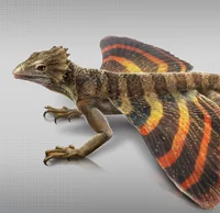 Coelurosauravus