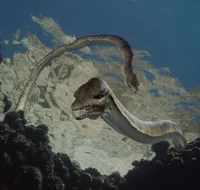 Tanystropheus
