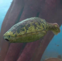 Arandaspis