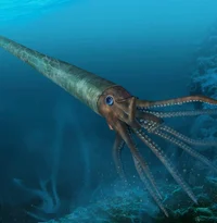 Orthoceras