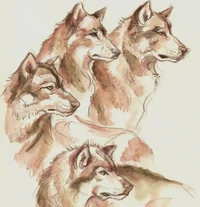 Wolves