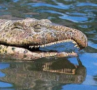 Proterosuchus