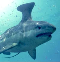 Stethacanthus