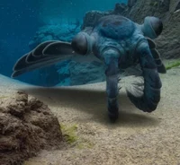 Anomalocaris