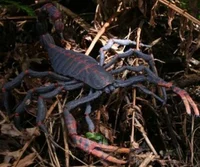 Pulmonoscorpius