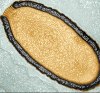 Pithovirus sibericum