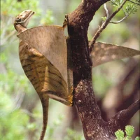 Peteinosaurus