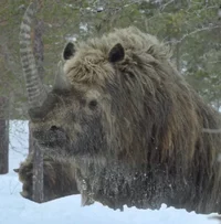 Woolly Rhinoceros