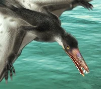 Dorygnathus