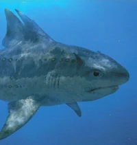 Hybodus