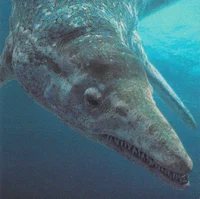 Cymbospondylus