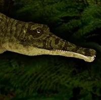Platyoposaurus