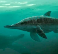 Stenopterygius
