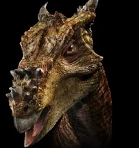 Dracorex