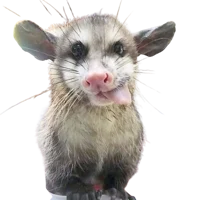 nibbles