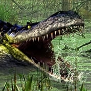 Purussaurus