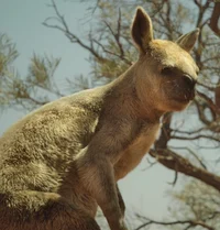 Procoptodon