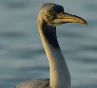 Hesperornis