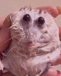 poopoopeeepee