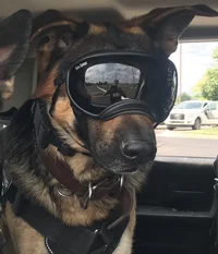 Police K9 Unit