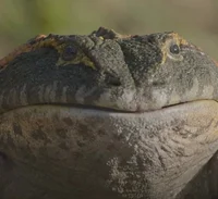 Beelzebufo