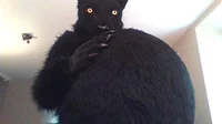 Big Belly Kaljath