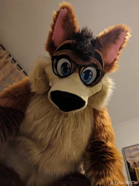 Joey The Chubby Fox 