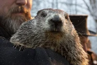 Punxsutawney Phil